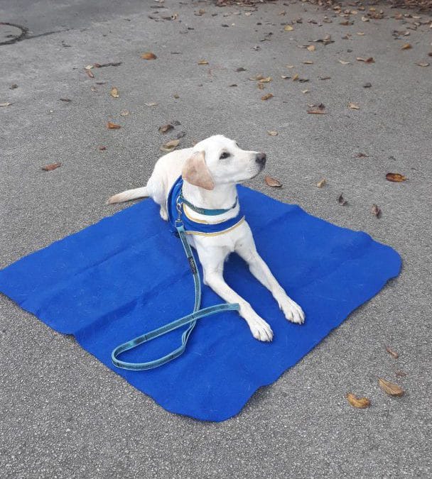 Handi Chiens