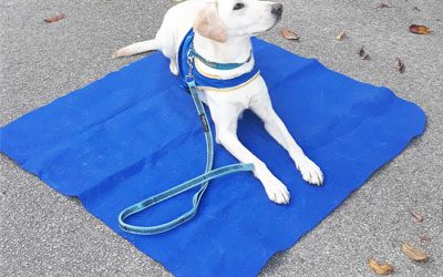 handi_chiens5-400x250