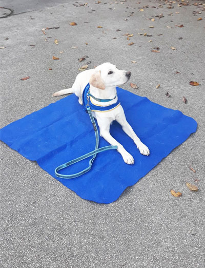 Intervention association Handi Chiens
