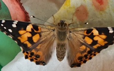 Papillon-400x250