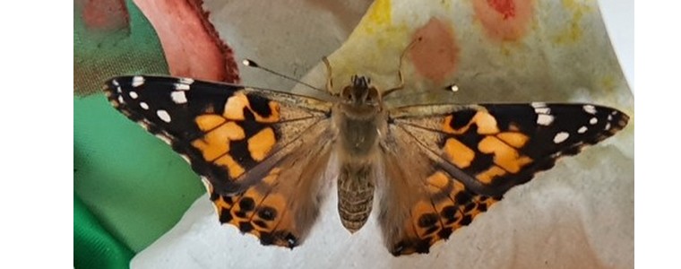 Un élevage de papillons en CE1