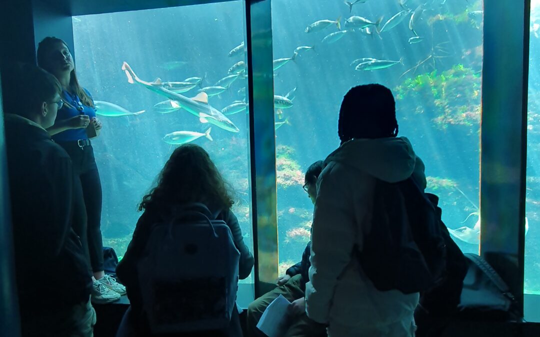 Une immersion au cœur de la vie marine